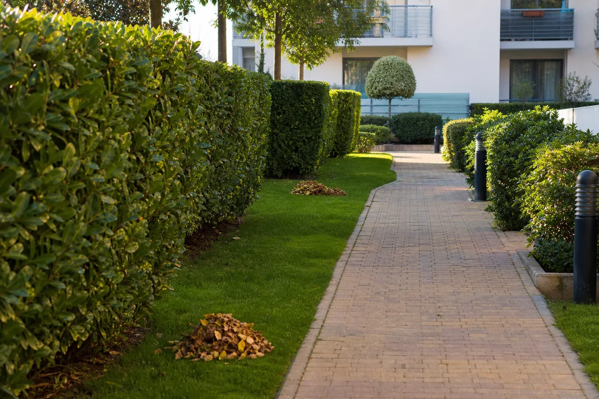 Espaces verts entretenus au pied d’un immeuble, haie taillée et allée pavée